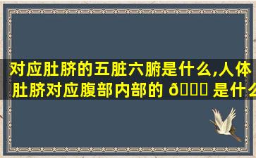 对应肚脐的五脏六腑是什么,人体肚脐对应腹部内部的 🍀 是什么*
